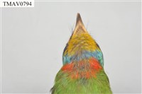 五色鳥藏品圖，第10張